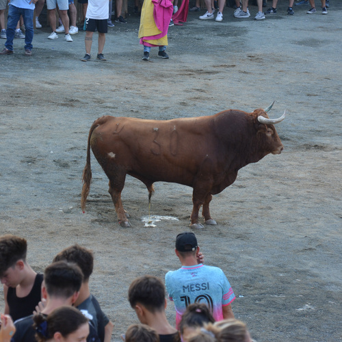 Toros-22213PX (8 de 10)